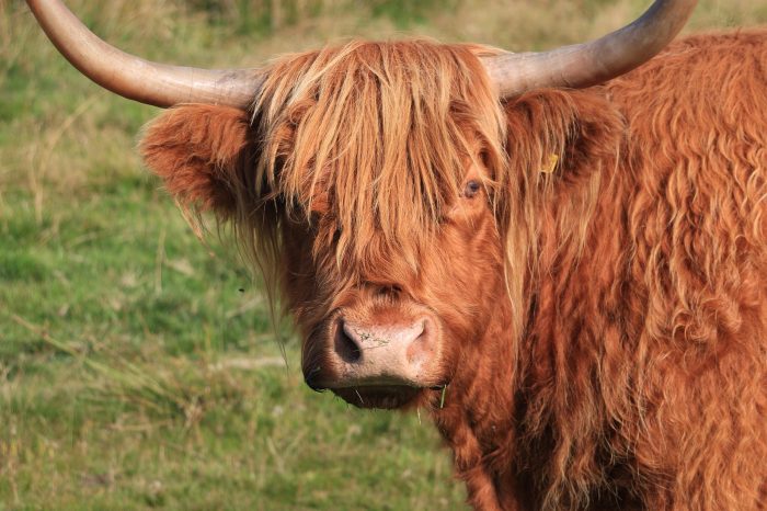 Ecco perché si dice "tagliare la testa al toro"