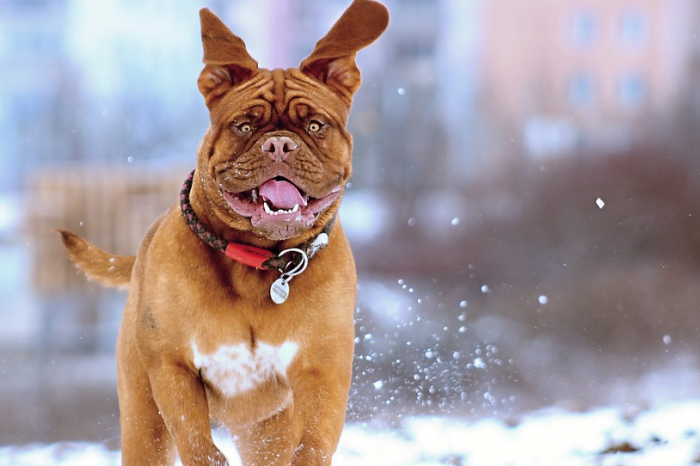 Perché si dice "fa un freddo cane"? Ecco le origini dell'espressione