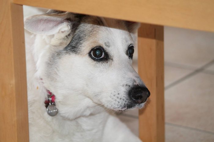 Come aiutare un cane o un gatto anziano?