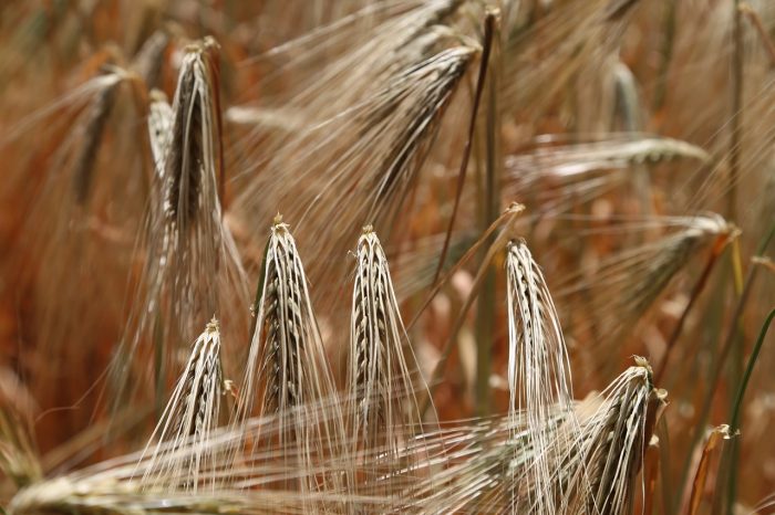 La moda 'gluten free', può aumentare rischio diabete